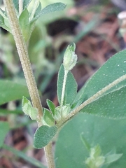 Axyris amaranthoides