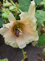 Bombus huntii