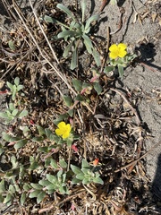 Camissoniopsis cheiranthifolia