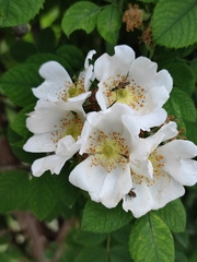 Rosa corymbifera