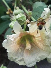 Bombus huntii