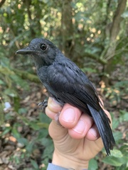 Thamnomanes schistogynus