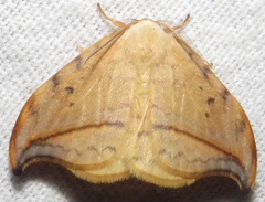 Drepana arcuata