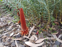 Banksia blechnifolia