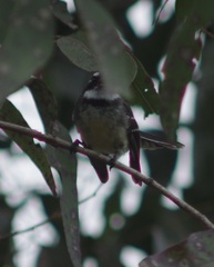 Rhipidura albiscapa