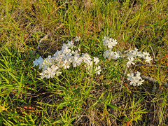 Phlox speciosa