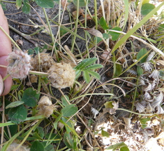 Trifolium fragiferum
