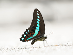 Graphium milon
