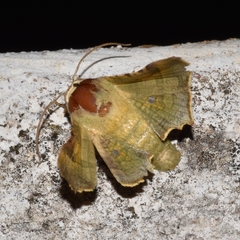 Dysodia viridatrix