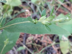 Axyris amaranthoides