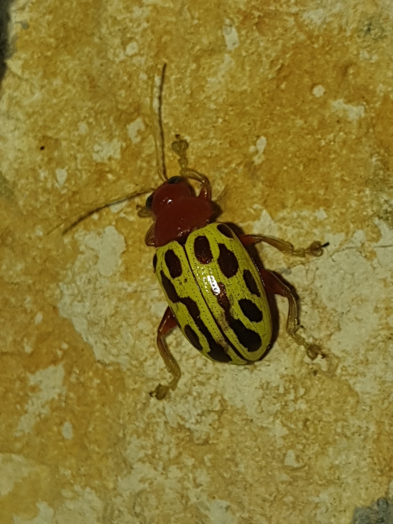 Blepharida quatuordecimpunctata