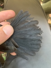 Thamnomanes schistogynus