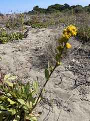 Solidago spathulata