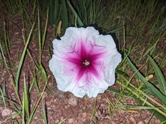 Ipomoea longifolia