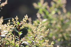 Ericaceae