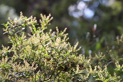 Ericaceae