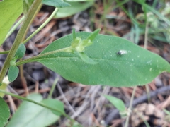 Axyris amaranthoides