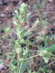 Axyris amaranthoides