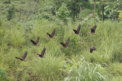 Dendrocygna javanica