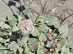 Eriogonum latifolium