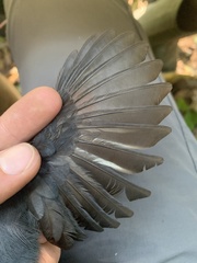 Thamnomanes schistogynus