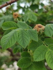 Rosa corymbifera