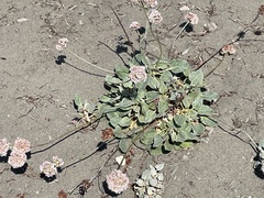 Eriogonum latifolium