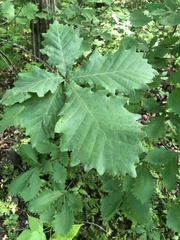 Quercus mongolica