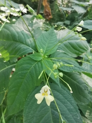 Impatiens parviflora
