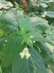 Impatiens parviflora