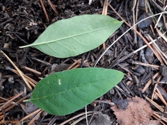 Axyris amaranthoides