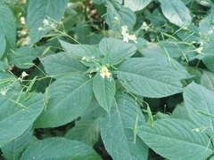 Impatiens parviflora