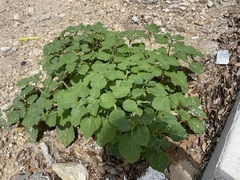 Physalis pubescens