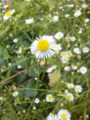 Erigeron annuus