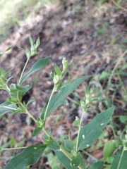 Axyris amaranthoides