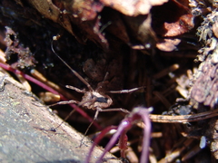 Lacinius ephippiatus