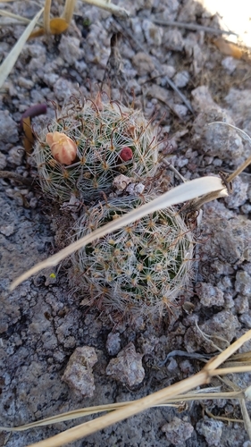 Mammillaria nana