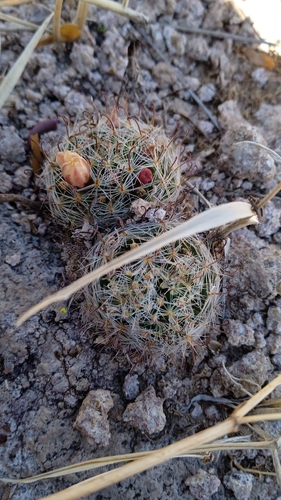 Mammillaria nana