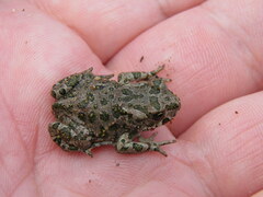 Bufotes viridis viridis