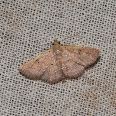 Cerynea punctilinealis