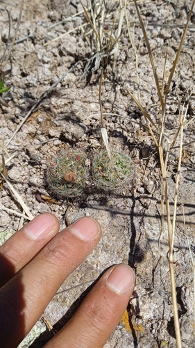 Mammillaria nana