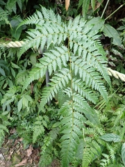 Alsophila spinulosa