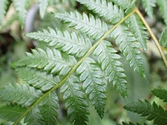 Alsophila spinulosa