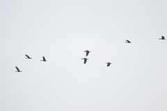 Dendrocygna javanica