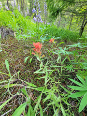 Castilleja hispida