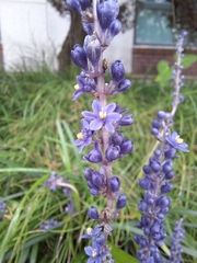 Liriope muscari