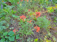Castilleja hispida