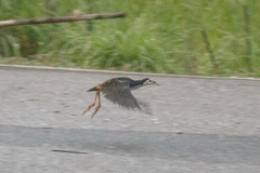 Amaurornis phoenicurus