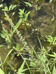 Amaranthus palmeri