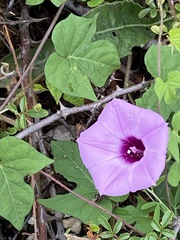 Ipomoea cordatotriloba